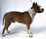Bull and Terrier dog in the rack