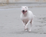 Bull and Terrier on the beach