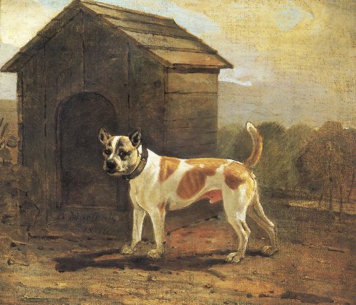Bull and Terrier wallpaper