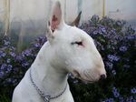 Bull Terrier and flowers