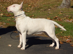 Bull Terrier dog with master