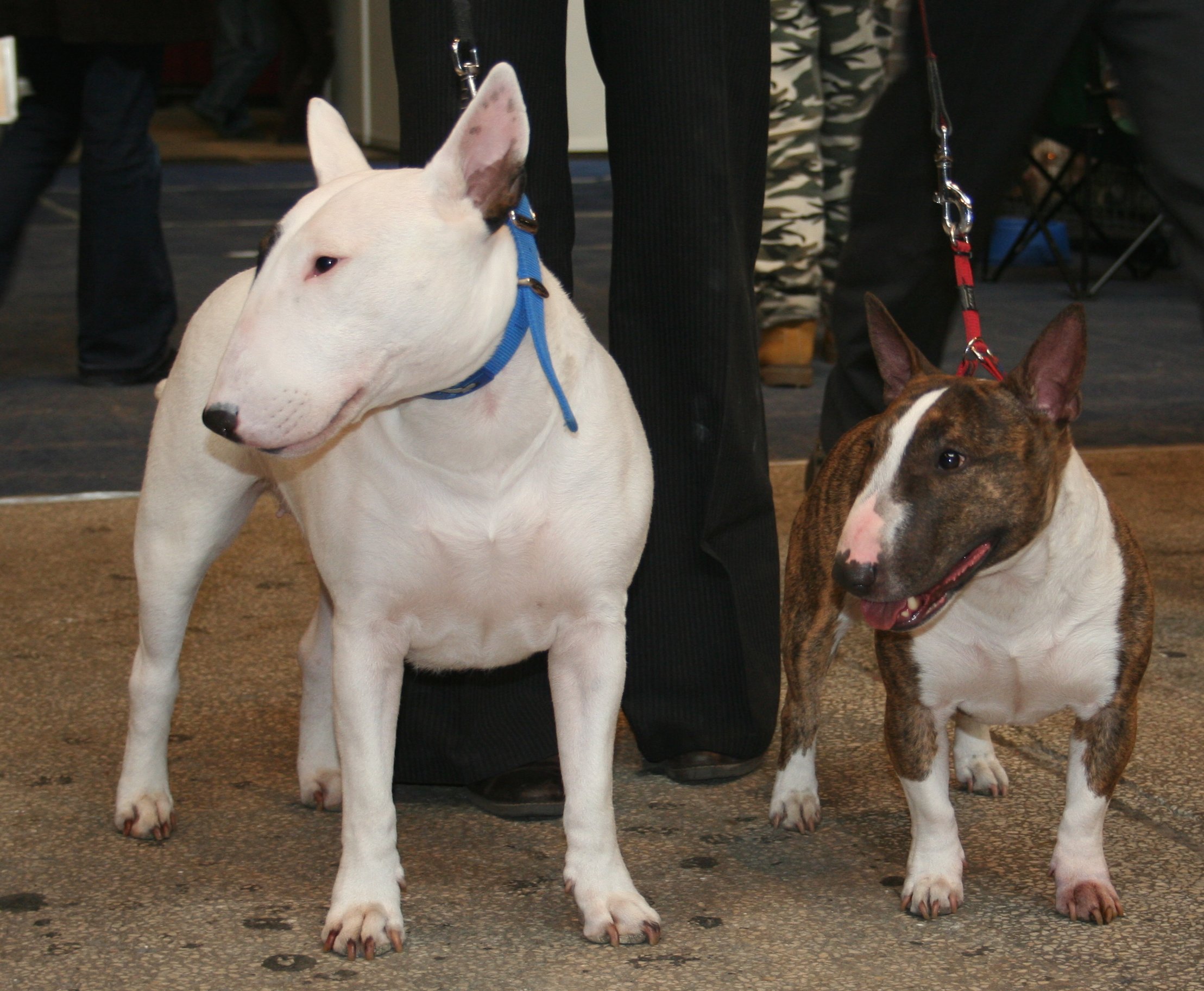 Bull Terrier (Miniature) wallpaper