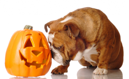 Bulldog and pumpkin Halloween фото