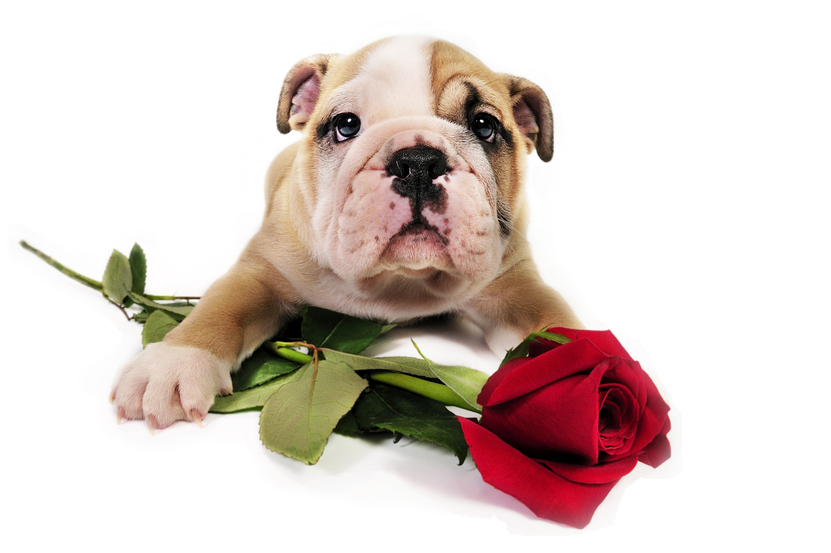 Bulldog and rose фото