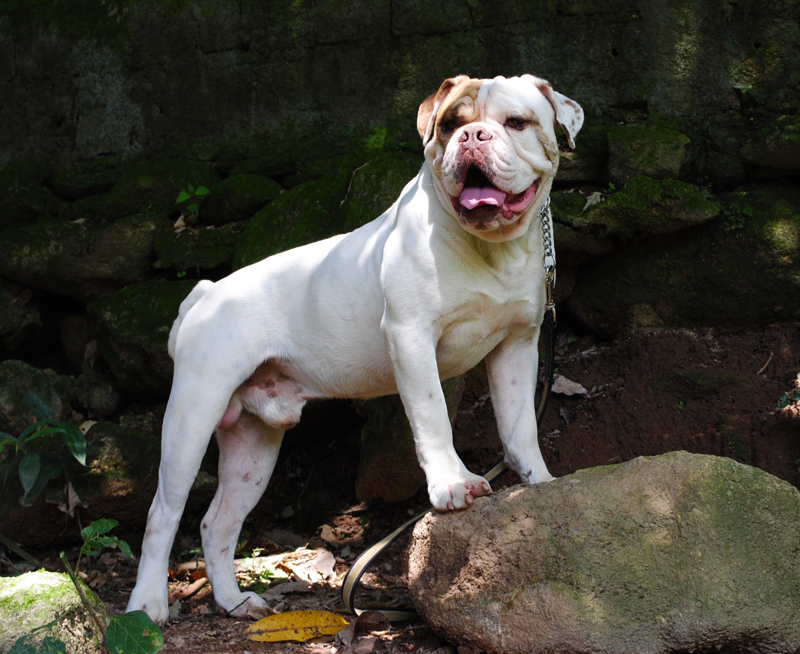 Bulldog Campeiro dog on the rocks wallpaper