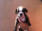 Bulldog Campeiro puppy