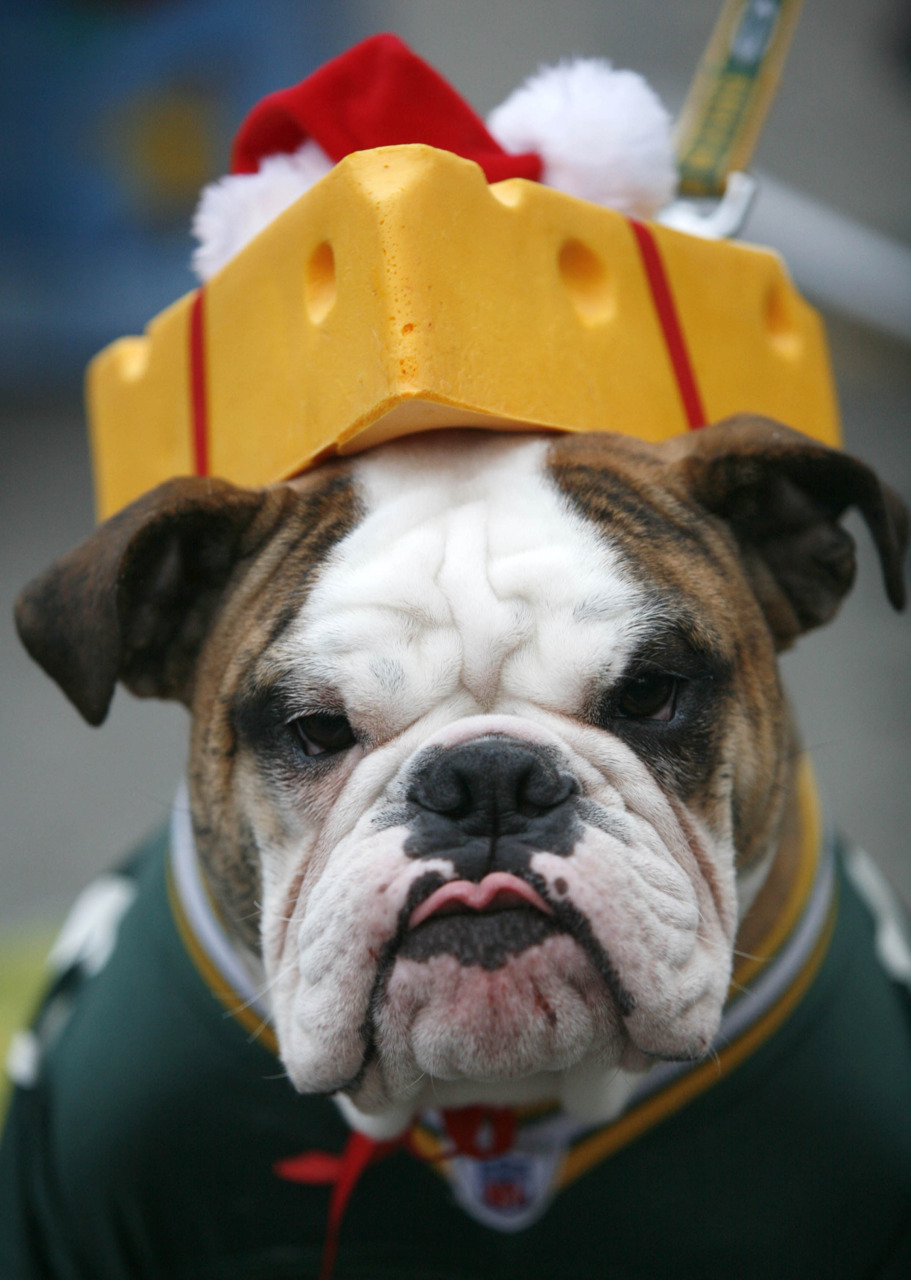 Bulldog costume photo and wallpaper. Beautiful Bulldog costume pictures