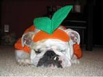 Bulldog pumpkin