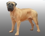 Bullmastiff dog