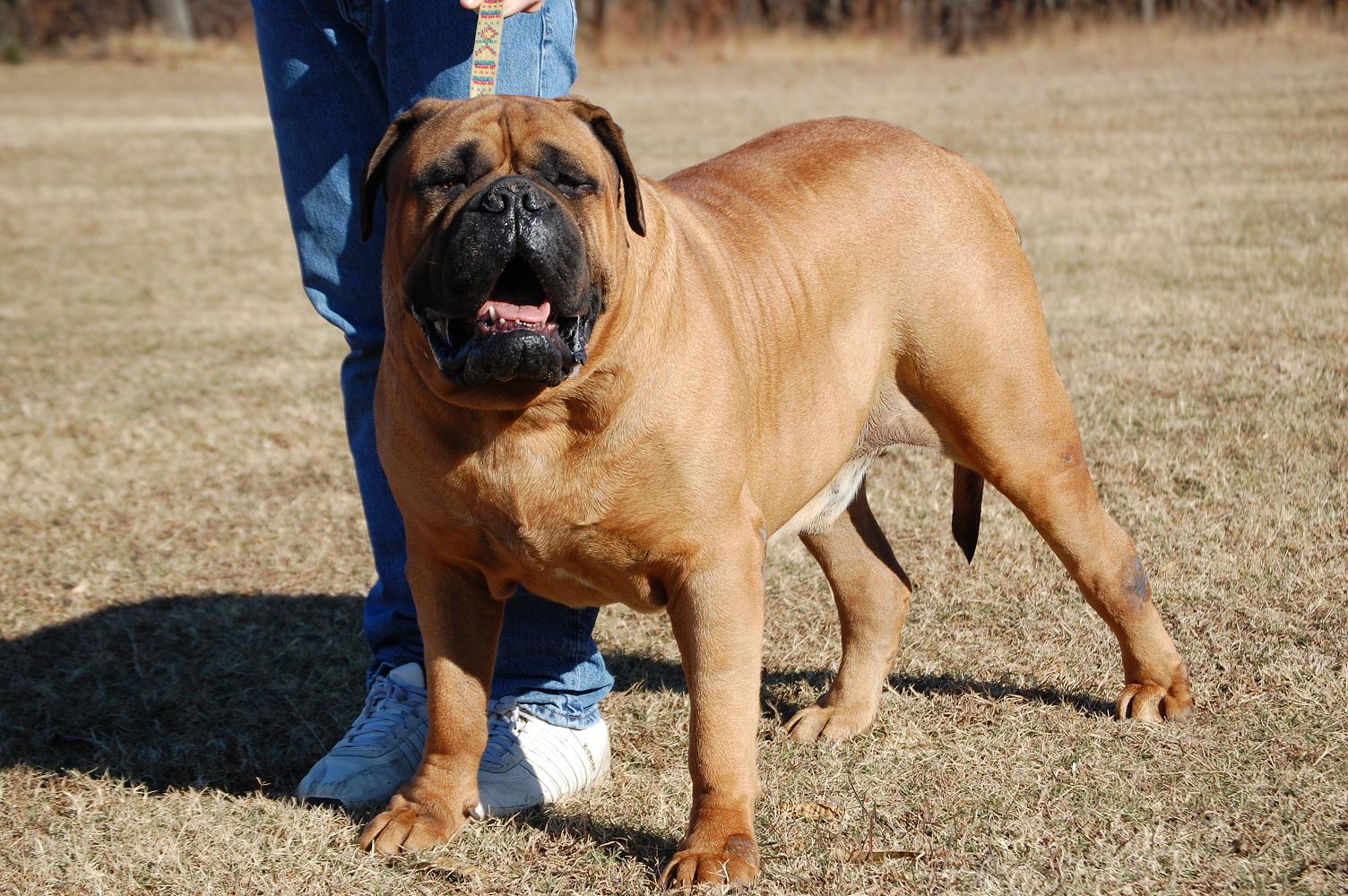 Bullmastiff wallpaper