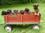 Bullmastiff puppies in a wagon