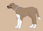 Bully Kutta dog drawing