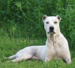 Bully Kutta dog lying on the grass