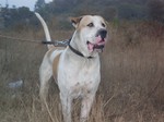 Bully Kutta dog on a walk