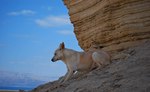 Canaan Dog