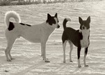 Canaan Dog black and white