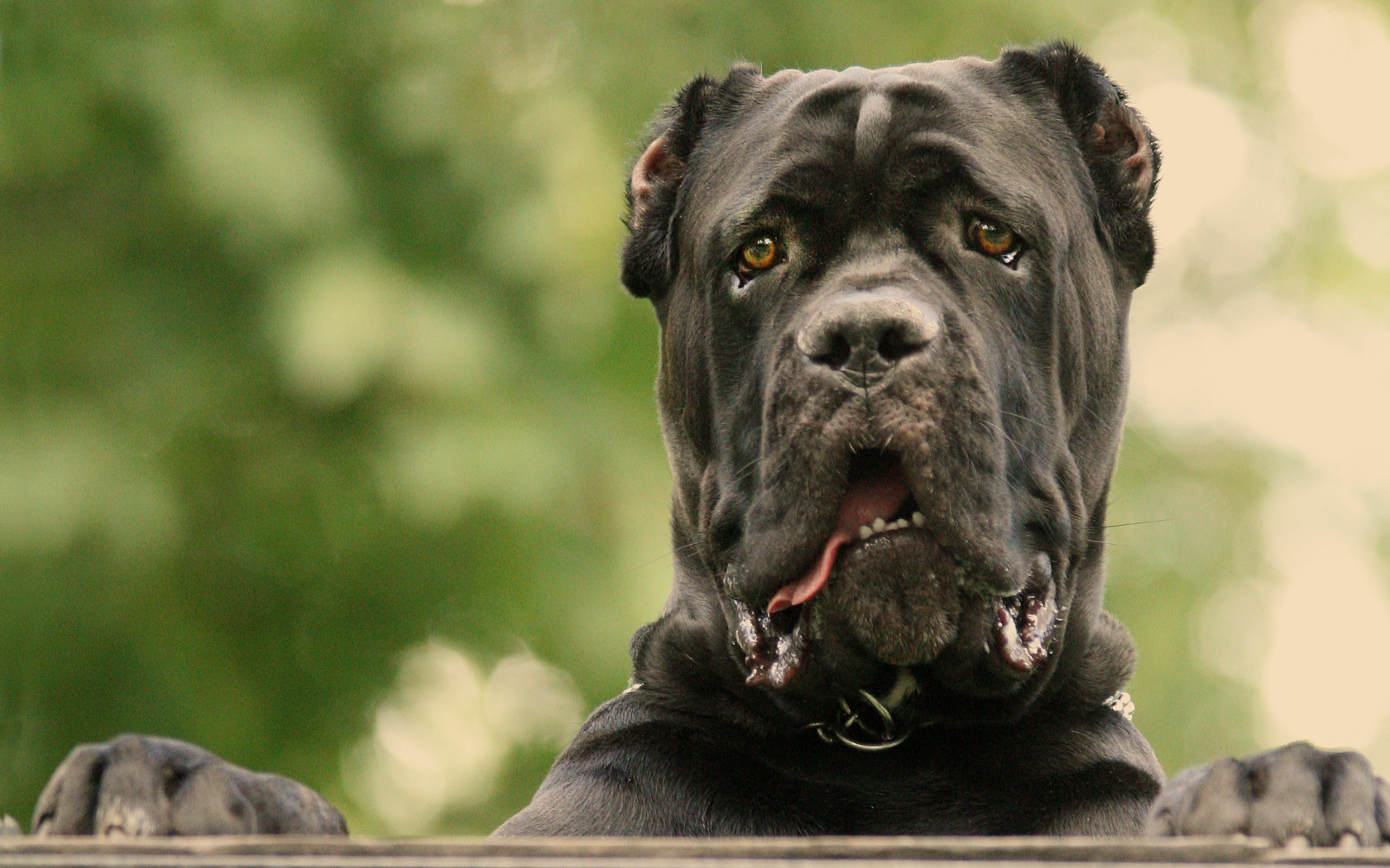 Cane Corso dog photo and wallpaper. Beautiful Cane Corso dog pictures