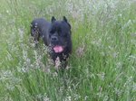 Cane Corso in the grass