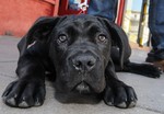 Cane Corso looking at camera