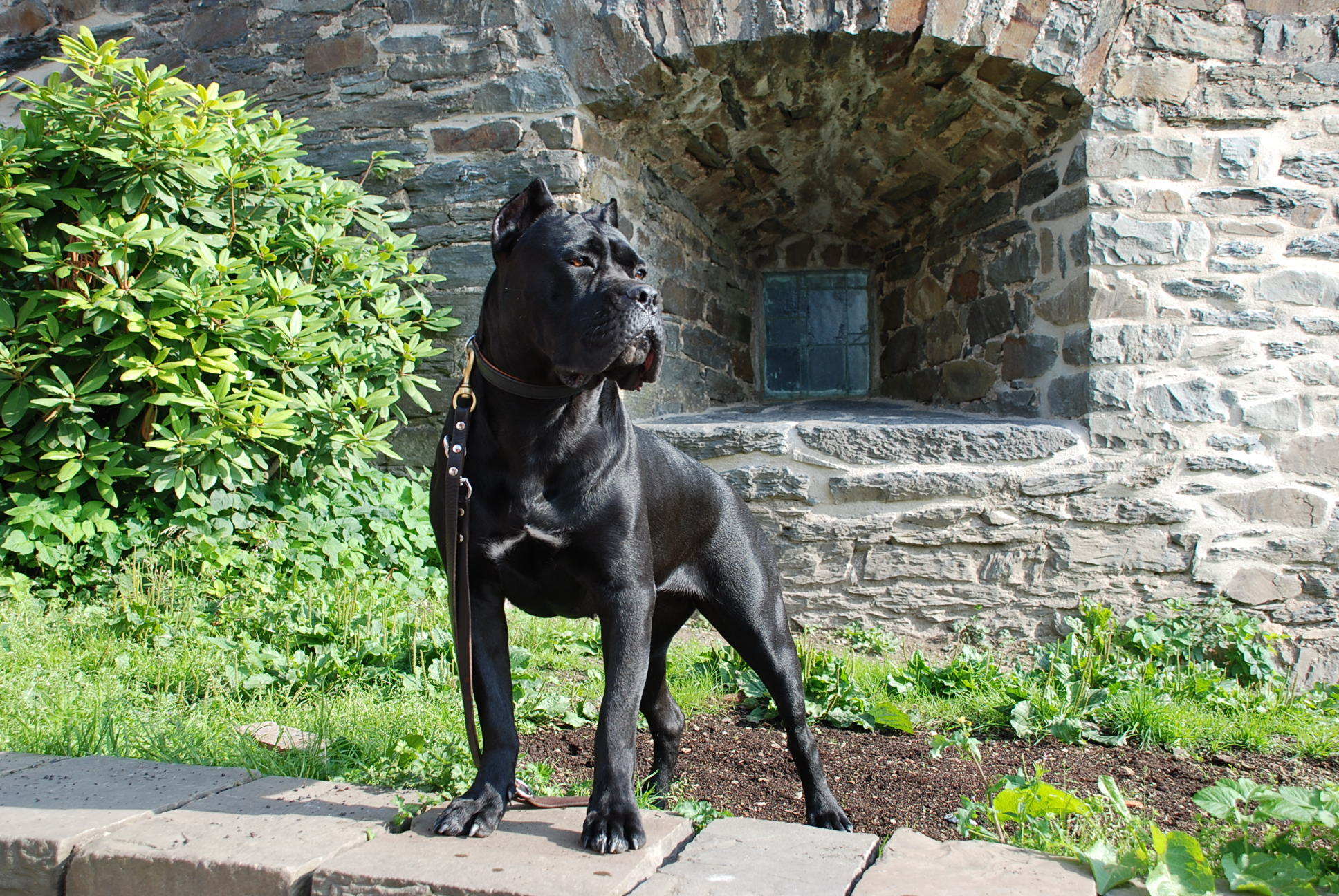 cane-corso-near-old-building-wallpaper.jpg