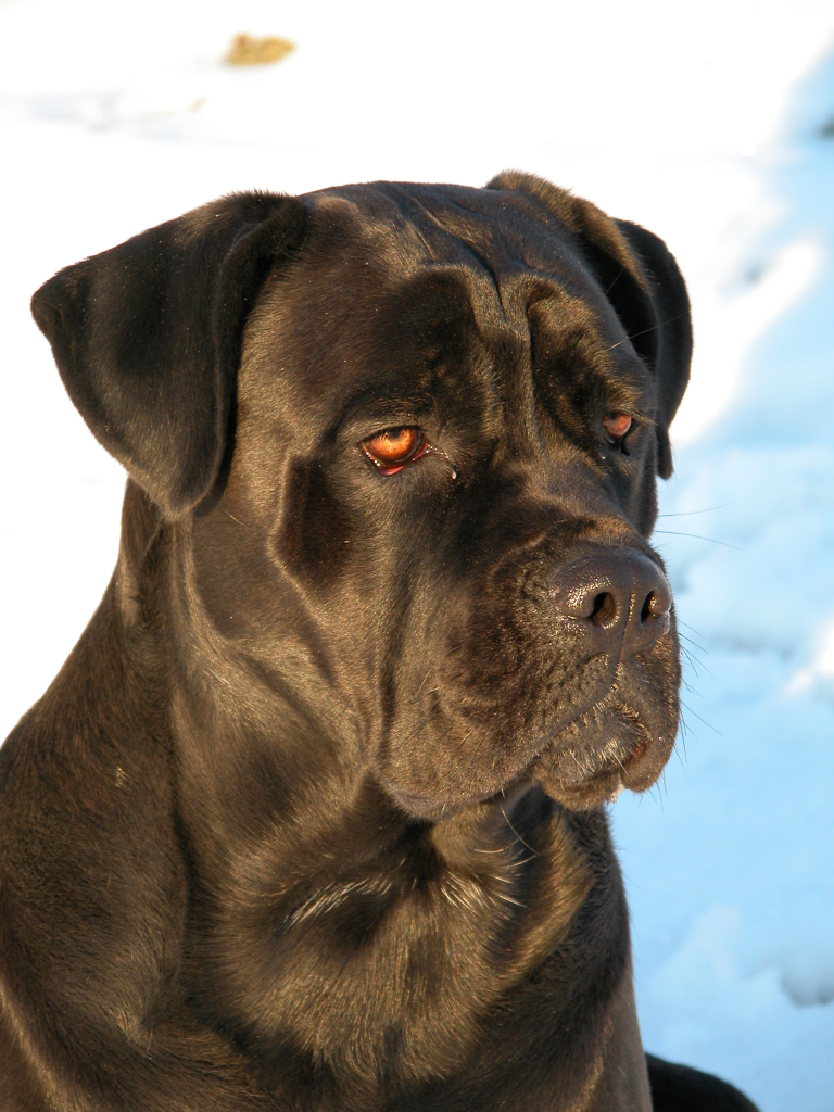 Cane Corso wallpaper