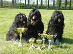 Cao da Serra de Aires dogs and awards