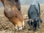 Cao de Castro Laboreiro dog and the horse