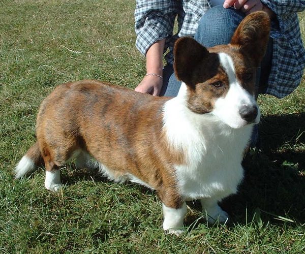 Welsh Corgi, Cardigan wallpaper