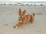 Carolina Dog on the beach