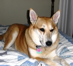 Carolina Dog on the bed