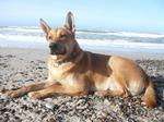 Carolina Dog on the shingle