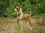 Carolina Dog on a walk