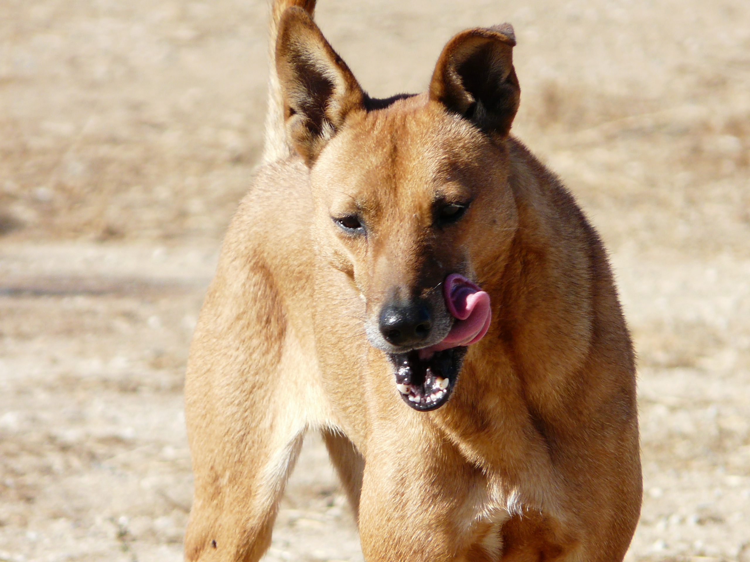 Carolina Dog wallpaper