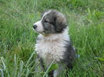 Carpathian Shepherd dog in the grass