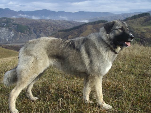 Carpathian Shepherd dog in the mountains wallpaper