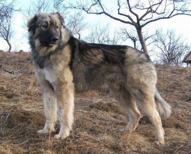 Carpathian Shepherd Dog wallpaper