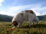 Carpathian Shepherd Dog