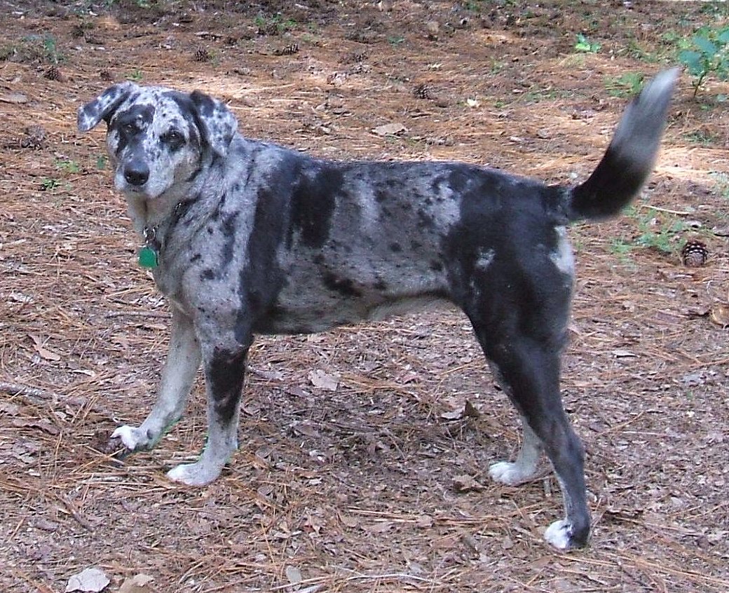 Catahoula Cur wallpaper