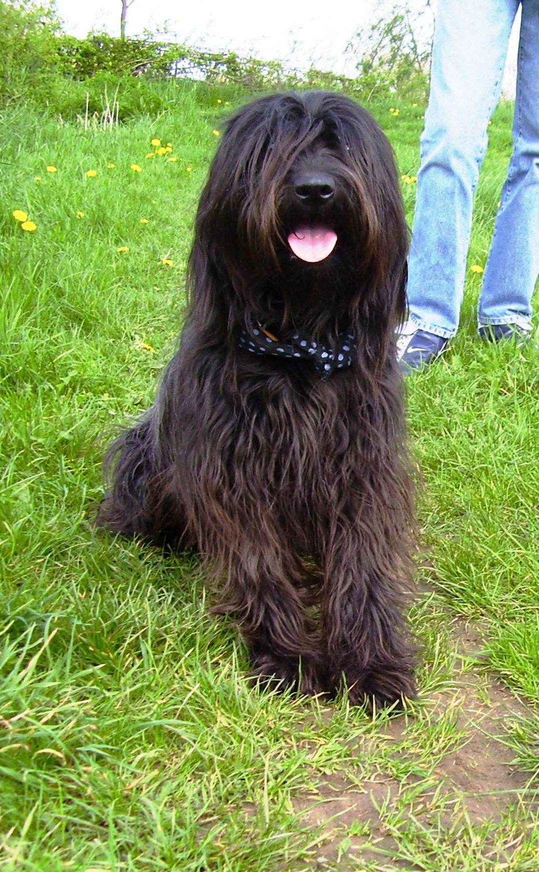 Catalan Sheepdog wallpaper