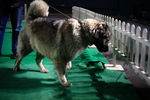 Caucasian Shepherd Dog on the dog show