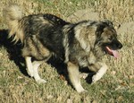 Caucasian Shepherd dog on a walk