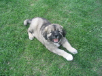 Caucasian Shepherd dog looking at the photographer