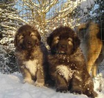 Caucasian Shepherd dogs winter