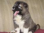 Caucasian Shepherd puppy