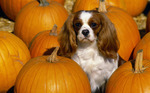 Cavalier King Charles Spaniel dog and pumpkins