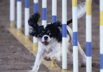 Cavalier King Charles Spaniel trains