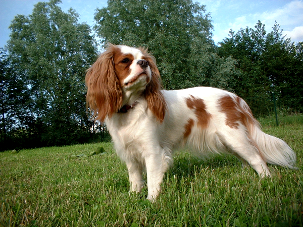 Cavalier King Charles Spaniel wallpaper