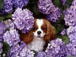 Cavalier King Charles Spaniel with flowers