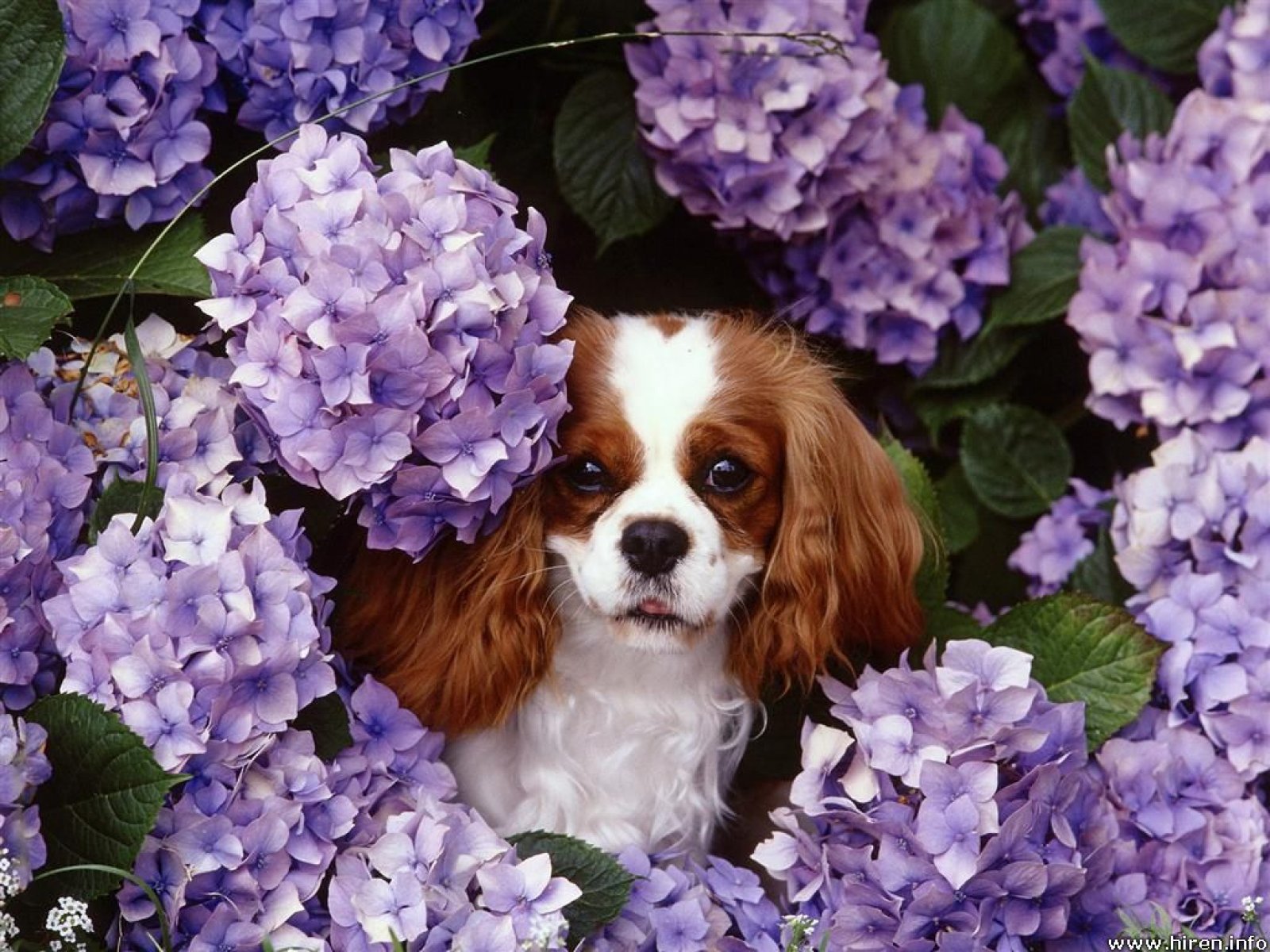 Cavalier King Charles Spaniel with flowers photo and wallpaper