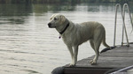 Central Asian Shepherd dog on the bridge